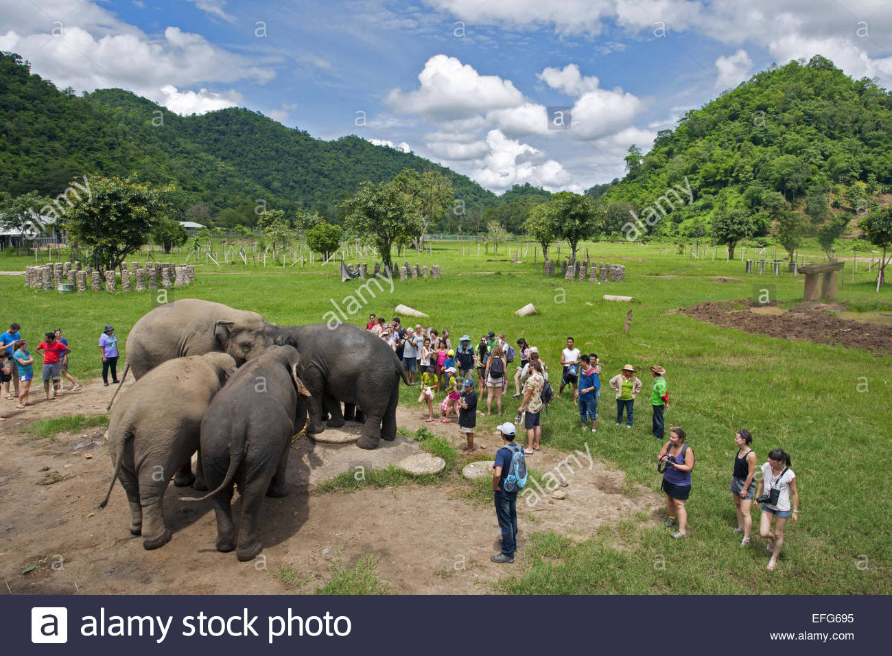 Tourists watching Asian elephants (Elephas maximus) feeding, Elephant Stock  Photo - Alamy