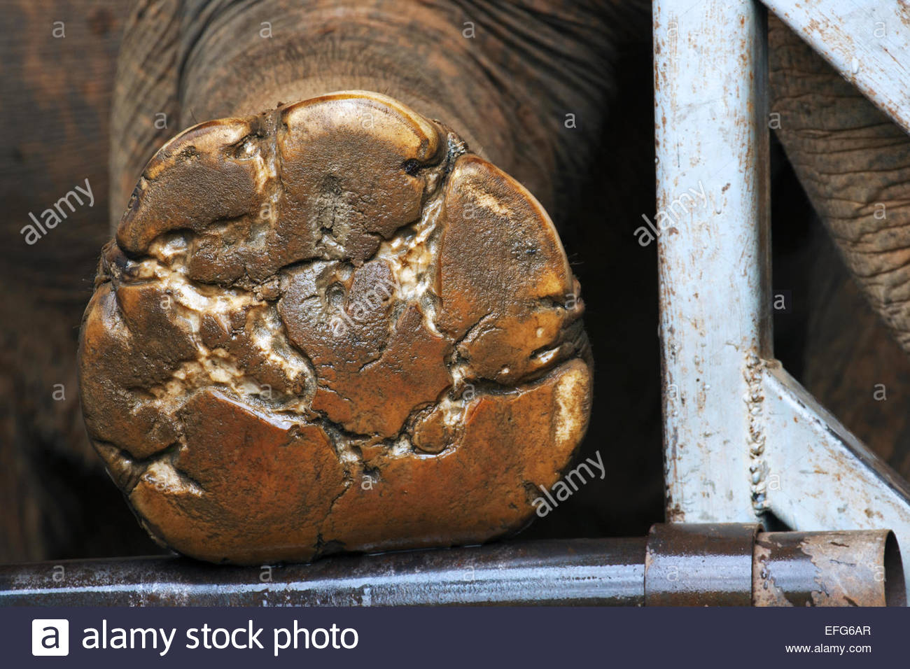 Asian Elephant Foot Not Eye High Resolution Stock Photography and