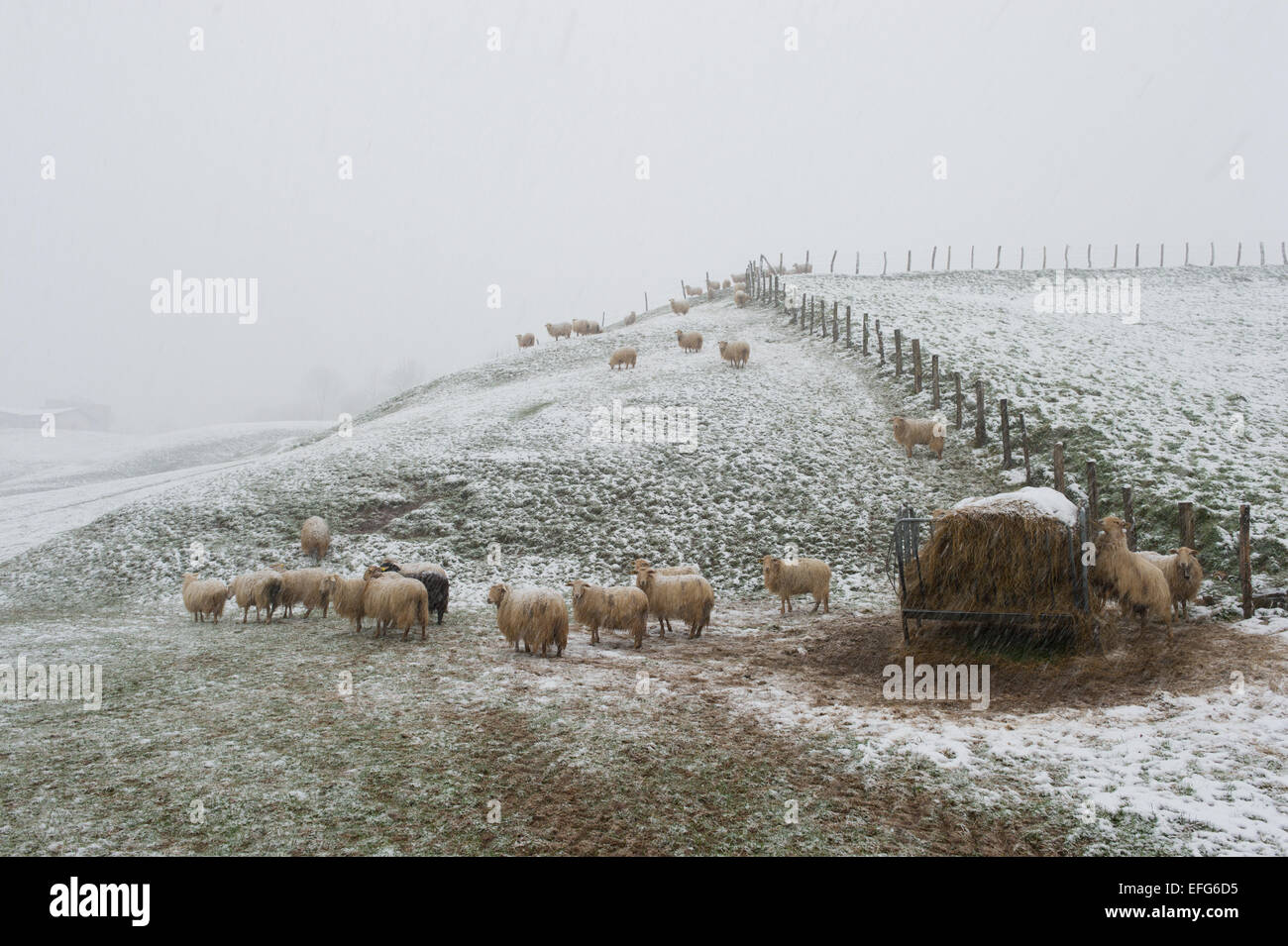 Sheep caught in a snow storm in the French Pyrenees Stock Photo