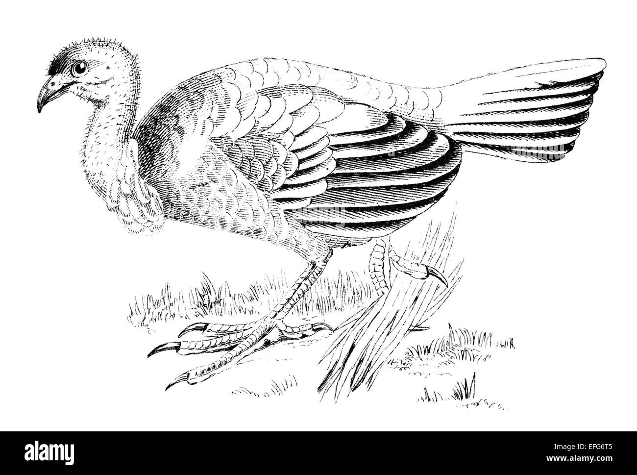 photographed from a book titled the 'National Encyclopedia', published in London in 1881. Copyright has expired on this artwork. Stock Photo