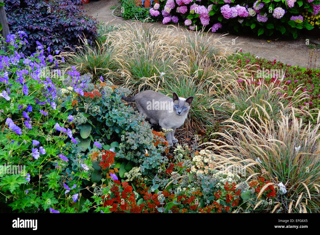 Siamese cat and flowers hi-res stock photography and images - Alamy