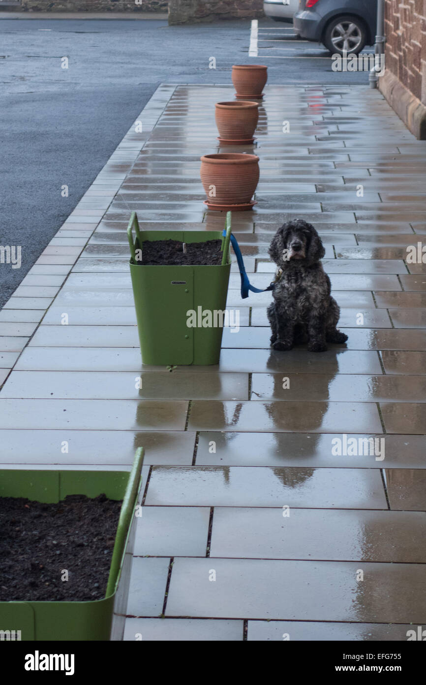 Dog tied up outside a library in the rain Stock Photo Alamy