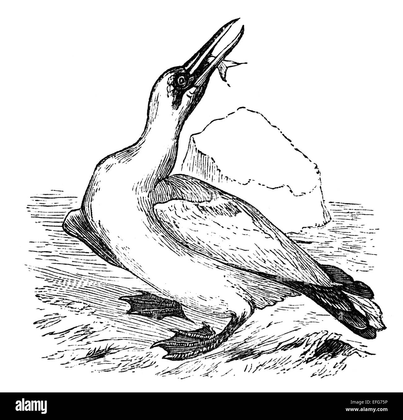 Expired fish hi-res stock photography and images - Alamy