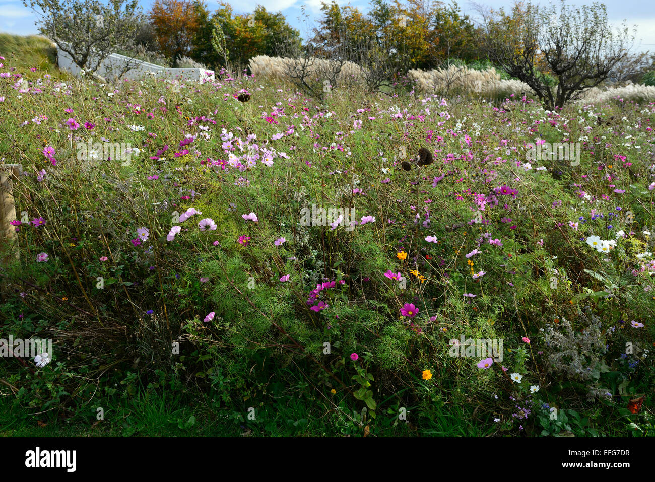 cosmos meadow annual annuals bee friendly planting scheme meadows orchard RM Floral Stock Photo