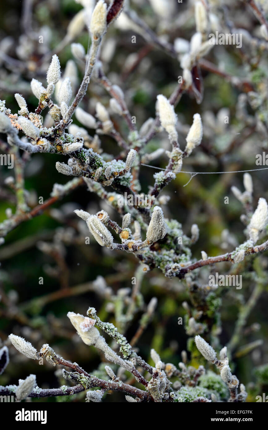 Magnolia stellata frost covered flower buds frosted frosty winter hardy