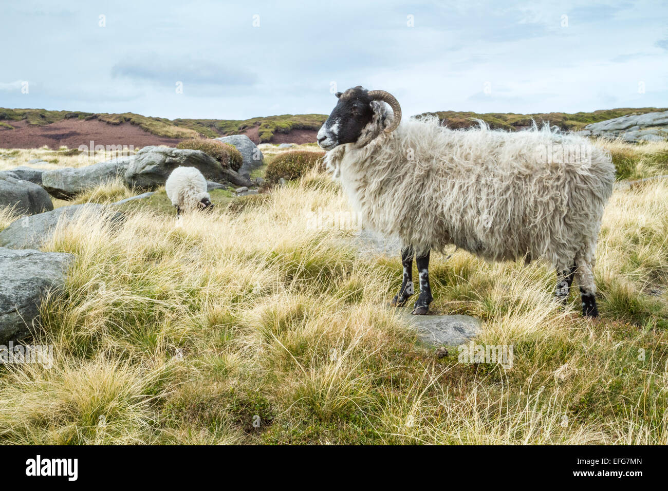 Wild sheep on the moors of Kinder Scout, Derbyshire in the Peak District National Park, England, UK Stock Photo