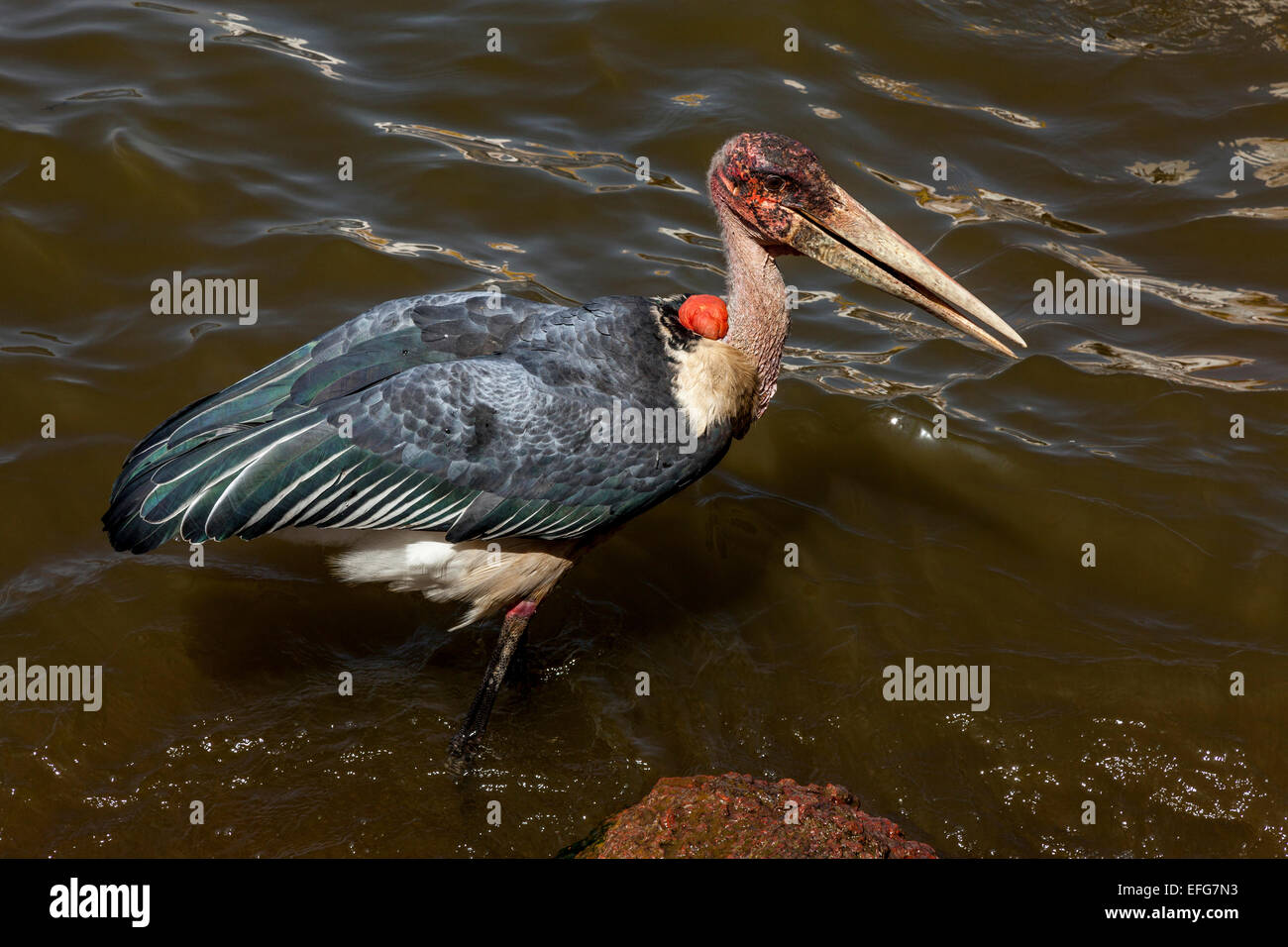 A Marabou Stork (Leptoptilos Crumeniferus) Lake Hawassa, Hawassa, Ethiopia Stock Photo