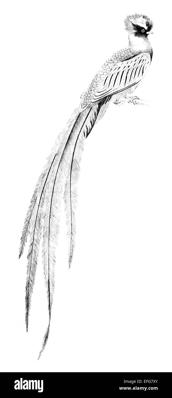 bogus-newt851: outline of a black and white quetzal, pixar style