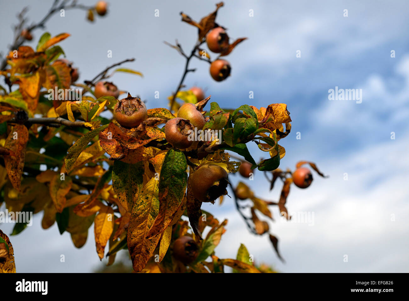 Medlar Tree Mespilus germanica full of fruit autumn autumnal medlars abundant harvest season RM Floral Stock Photo