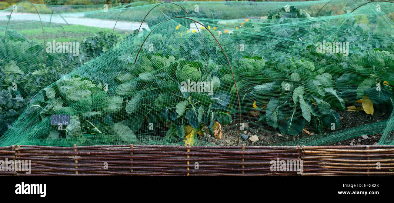 Netted cabbages hires stock photography and images Alamy