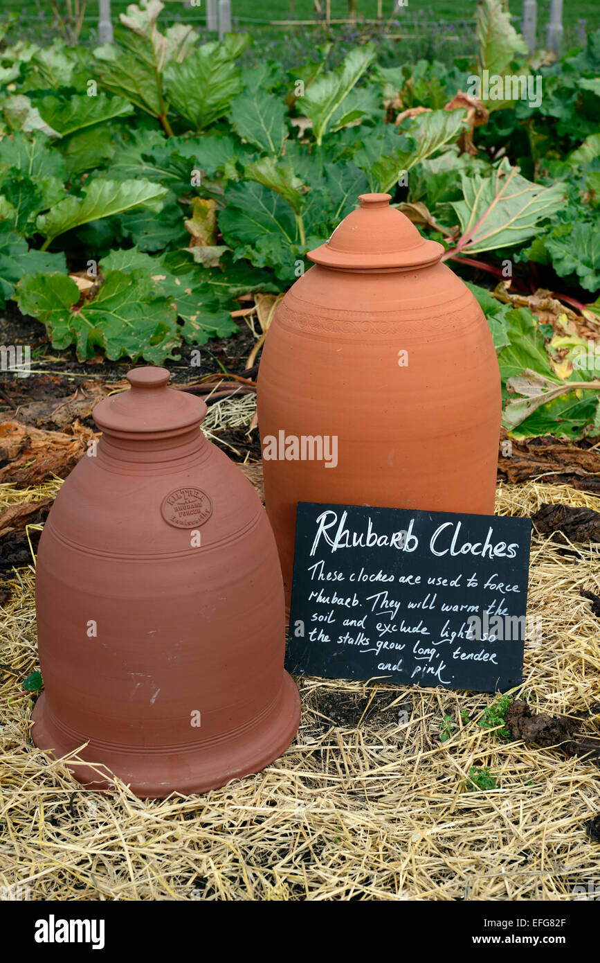 terracotta rhubarb bell cloche cloches protect protection force forced forcing victorian garden gardening RM Floral Stock Photo