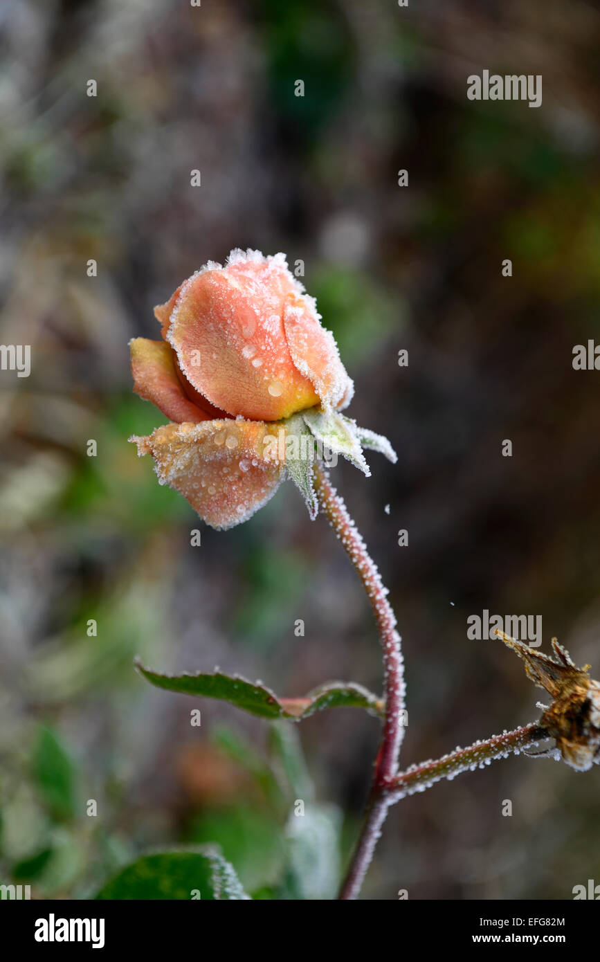 frost cover covered frosty rose abraham darby flowers flowering garden