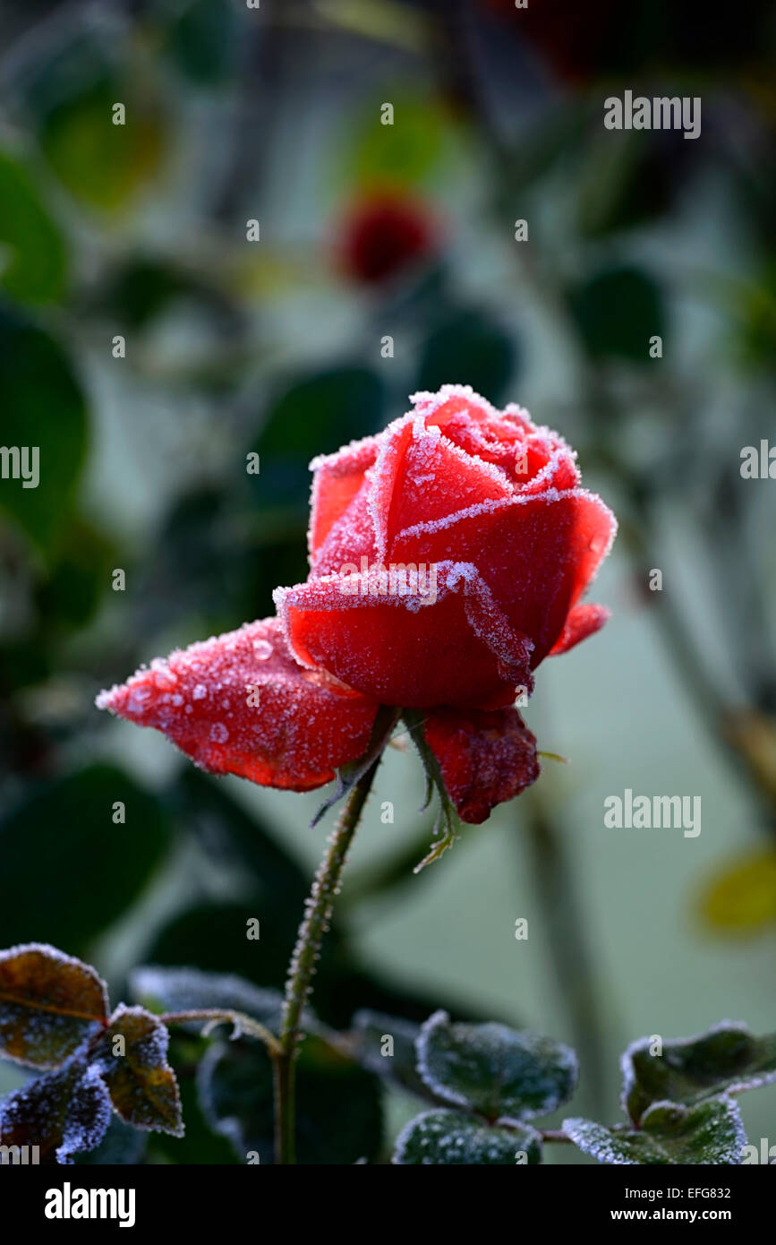 Rosa alexander rose hi-res stock photography and images - Alamy