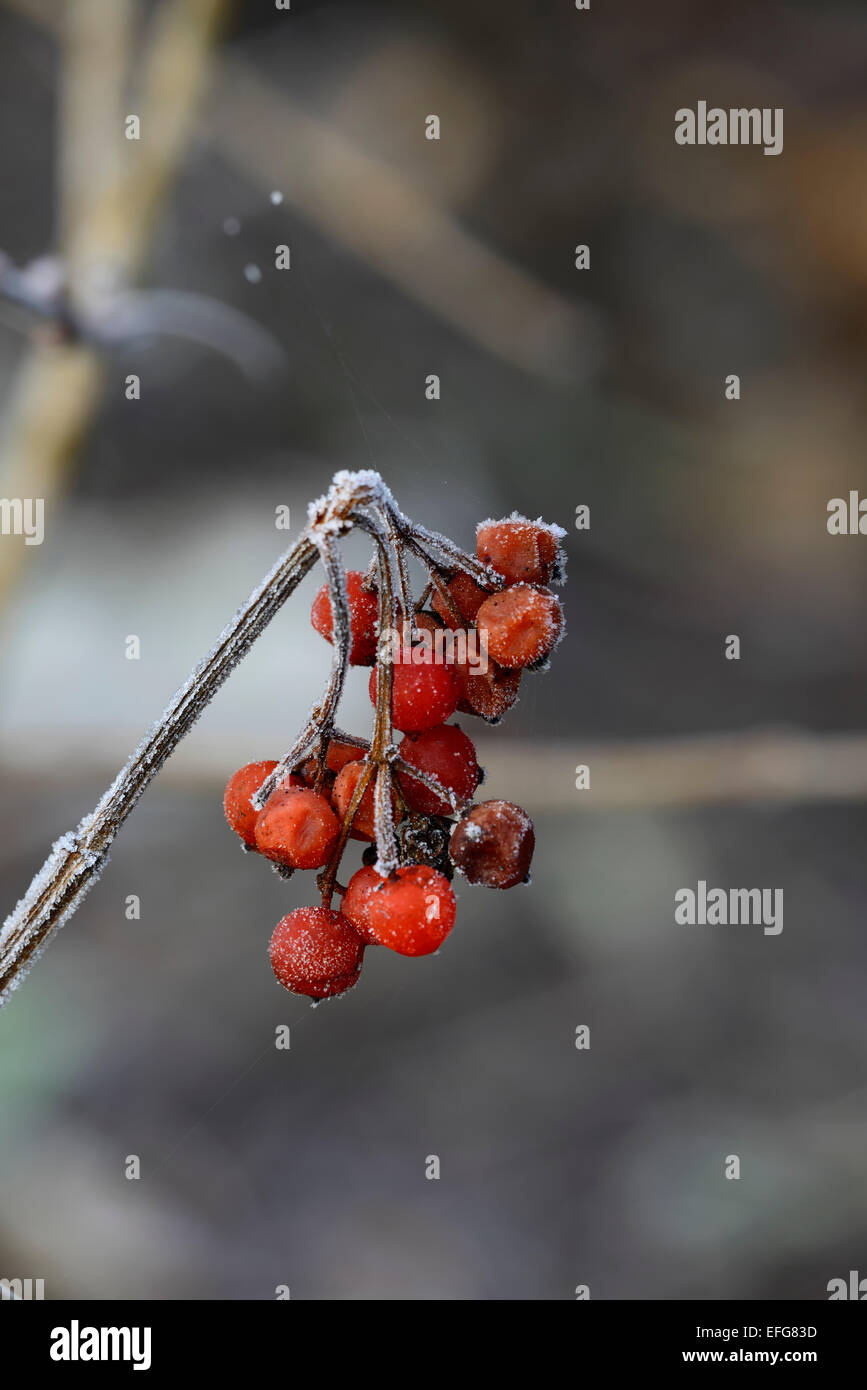 red berries berry viburnum opulus compactum frost frosted winter ice RM Floral Stock Photo