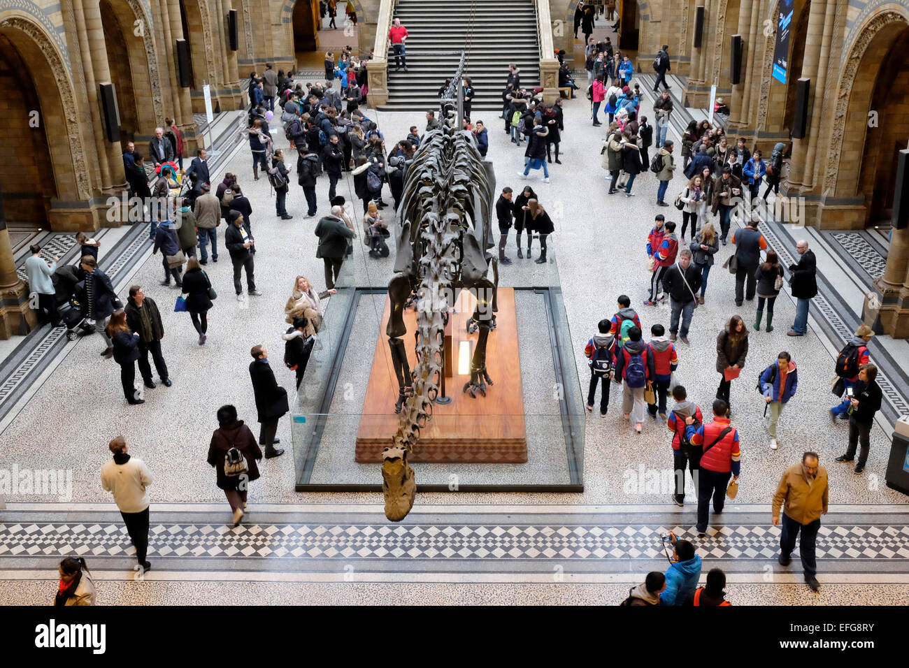 Visitors looking at the replica skeleton of a dinosaur at the natural history museum in London Stock Photo