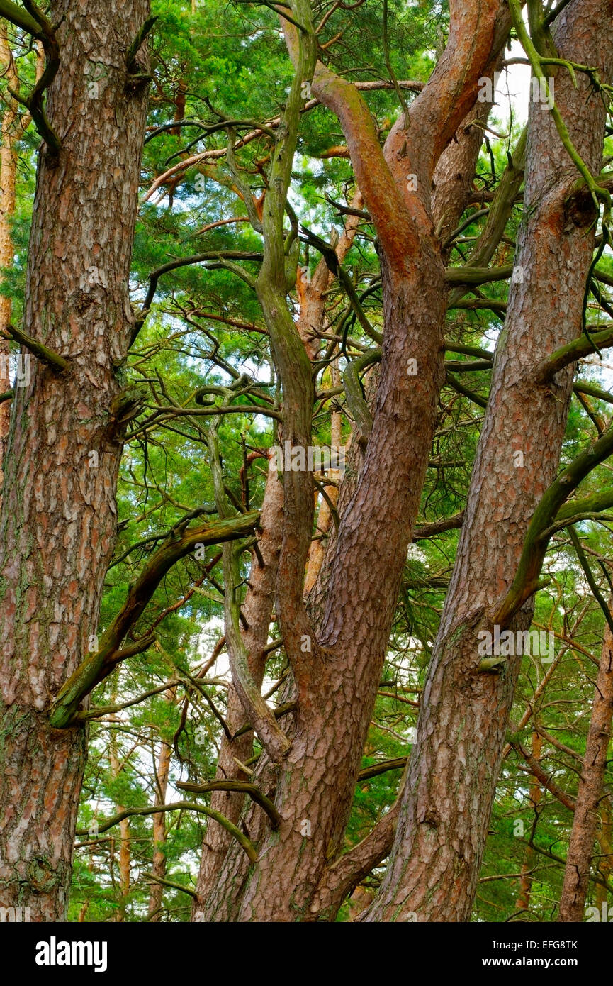 Scots or scotch pine Pinus sylvestris tree trunks in growing in the forest. Pomerania, northern Poland. Stock Photo