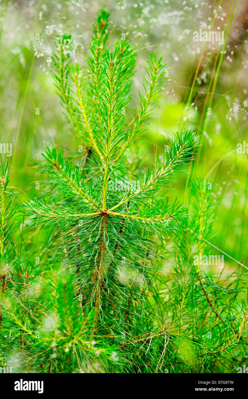Pine tree sapling growing in the forest. Young scots or scotch pine Pinus Sylvestris in woodland. Pomerania, northern Poland. Stock Photo