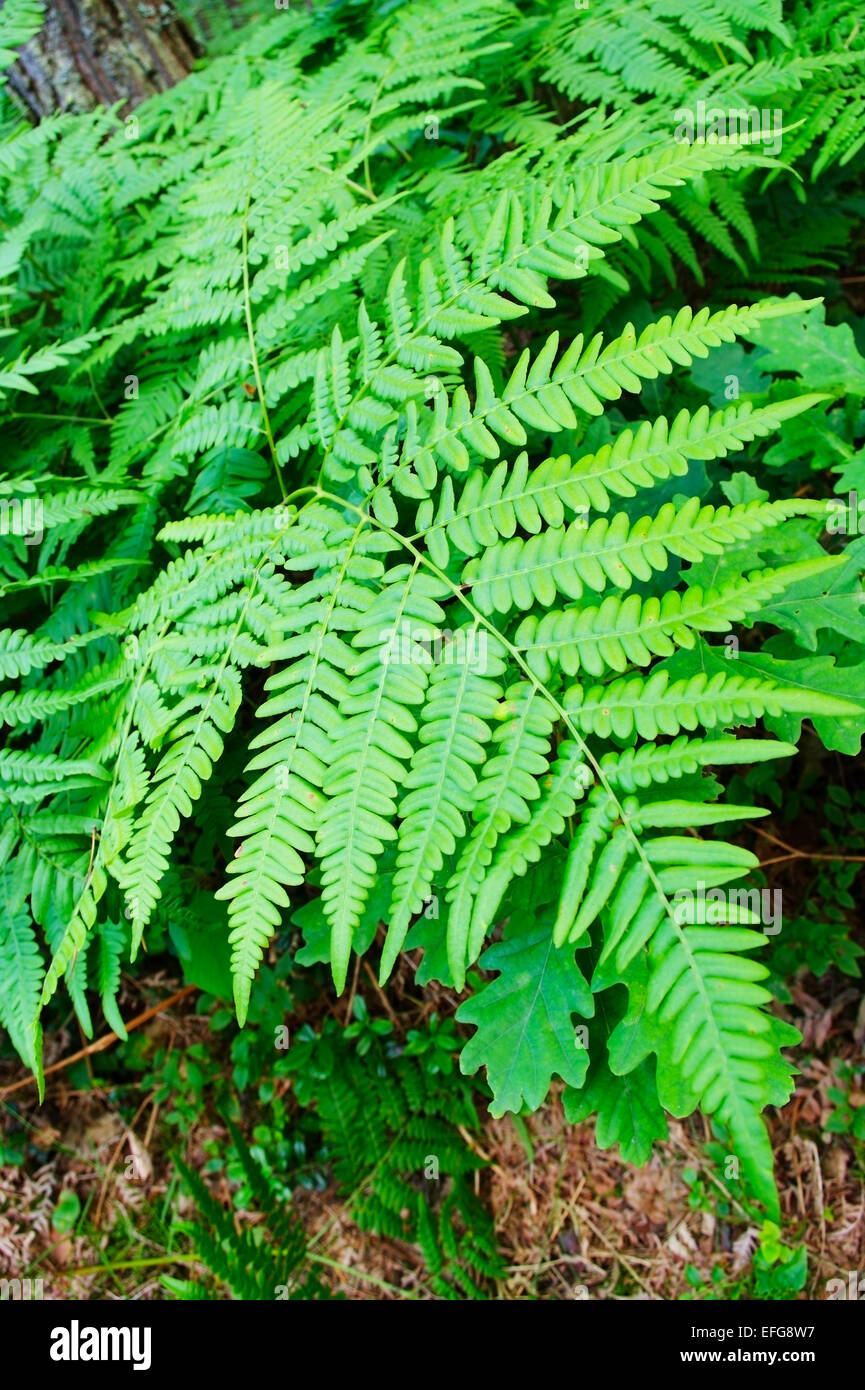Fern fronds growing in the forest floor. Forest undergrowth. Pomerania, northern Poland. Stock Photo