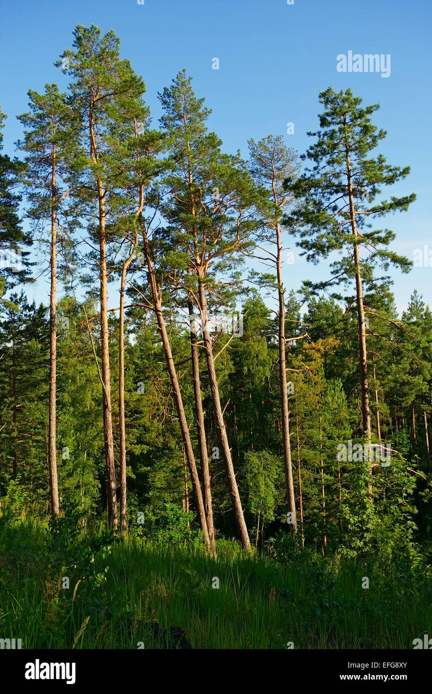 Tall scots or scotch pine trees Pinus sylvestris growing on a forest glade in a sunny summer day. Pomerania, northern Poland. Stock Photo
