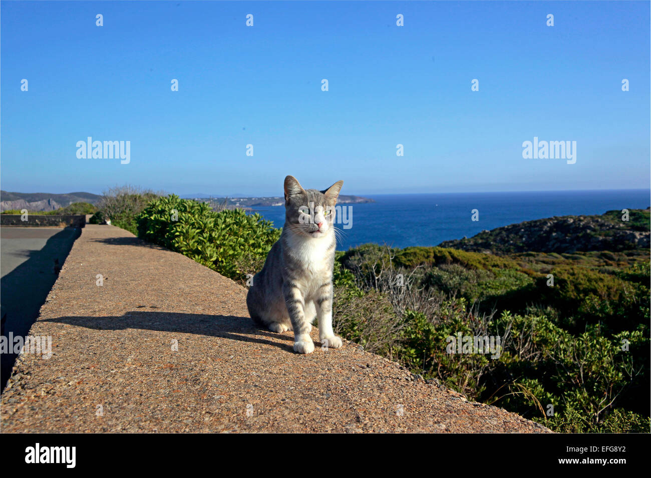 Cat sardinia italy hi-res stock photography and images - Alamy