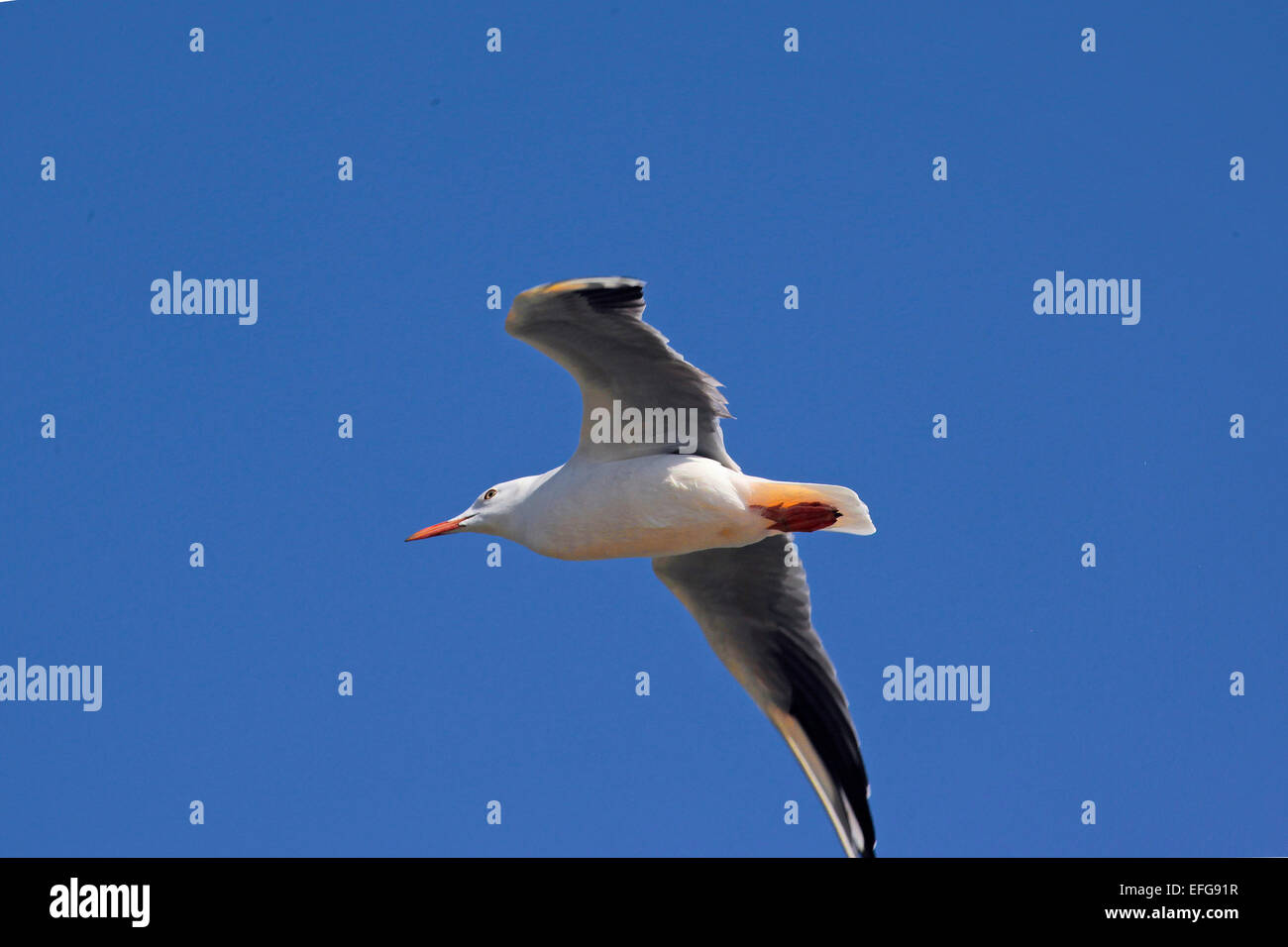 Slender Billed Gull (Chroicocephalus genei) in flight in the blue sky Stock Photo