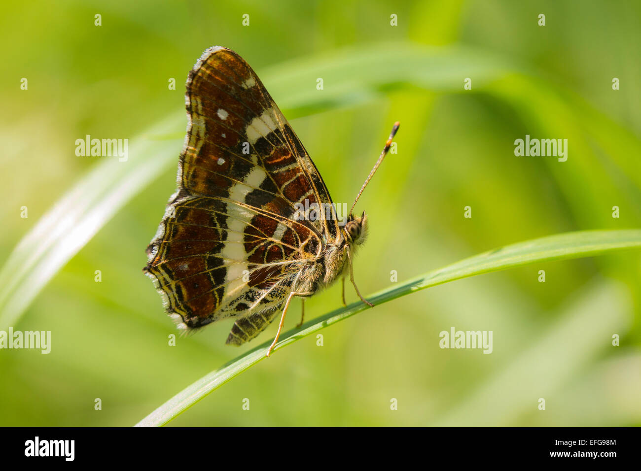 Close-up of the Map butterfly (araschnia levana) side view. Stock Photo