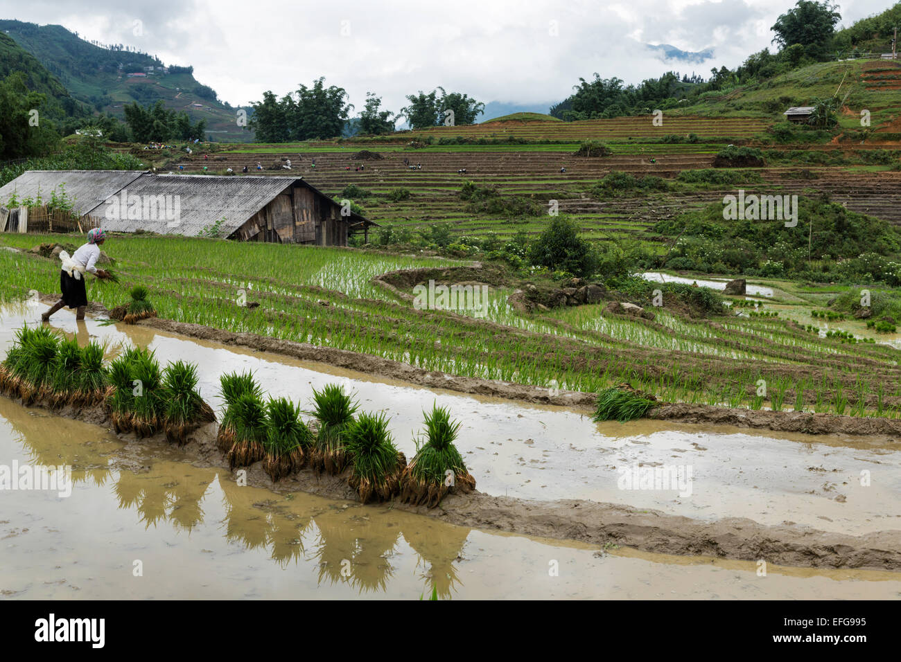 Hmong woman plants rice saplings during rainy season in Cat Cat village near Sapa, northern Vietnam Stock Photo