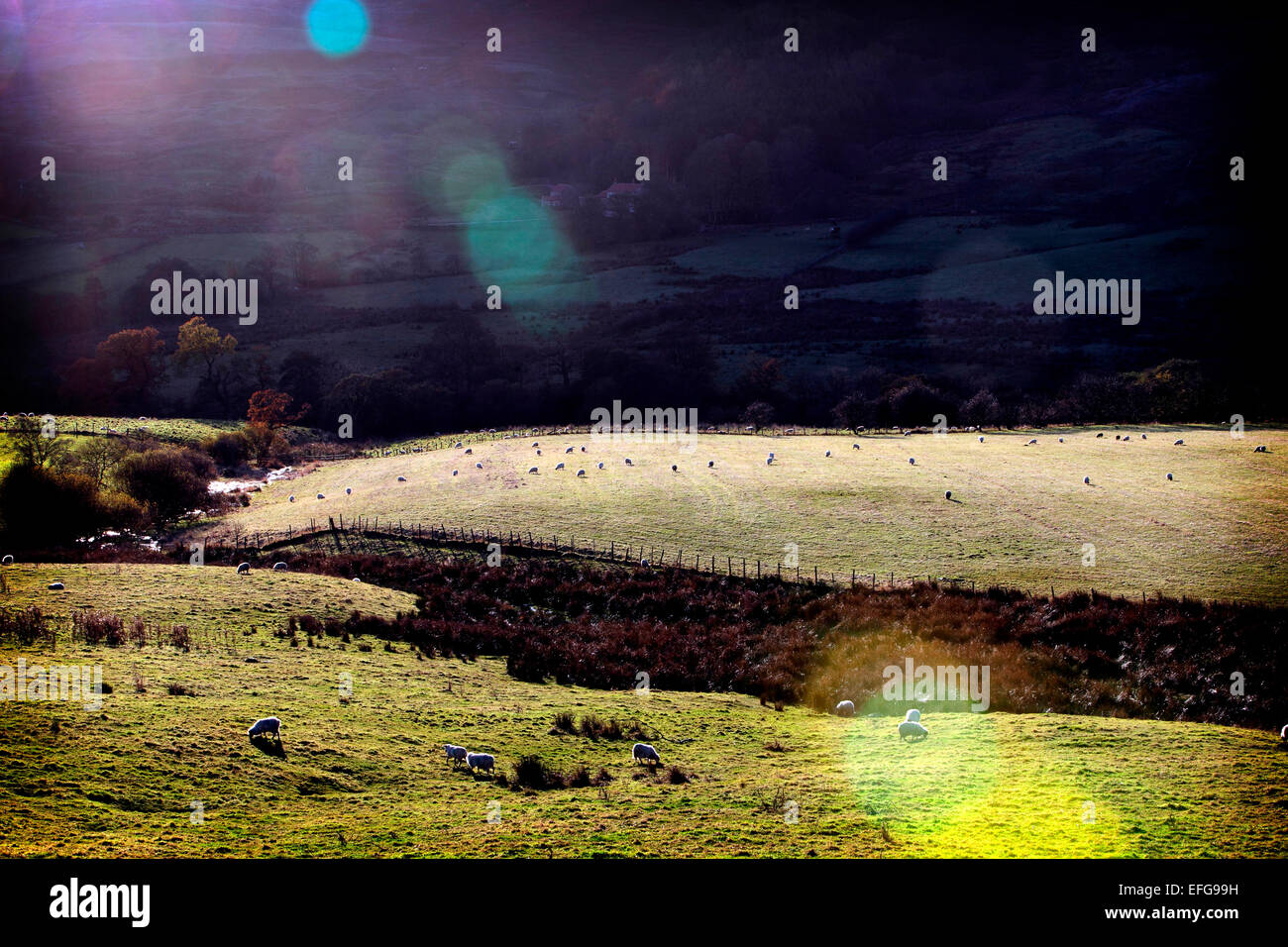 Landscape with sheep grazing in sunlit fields, Yorkshire Dales, England, UK Stock Photo