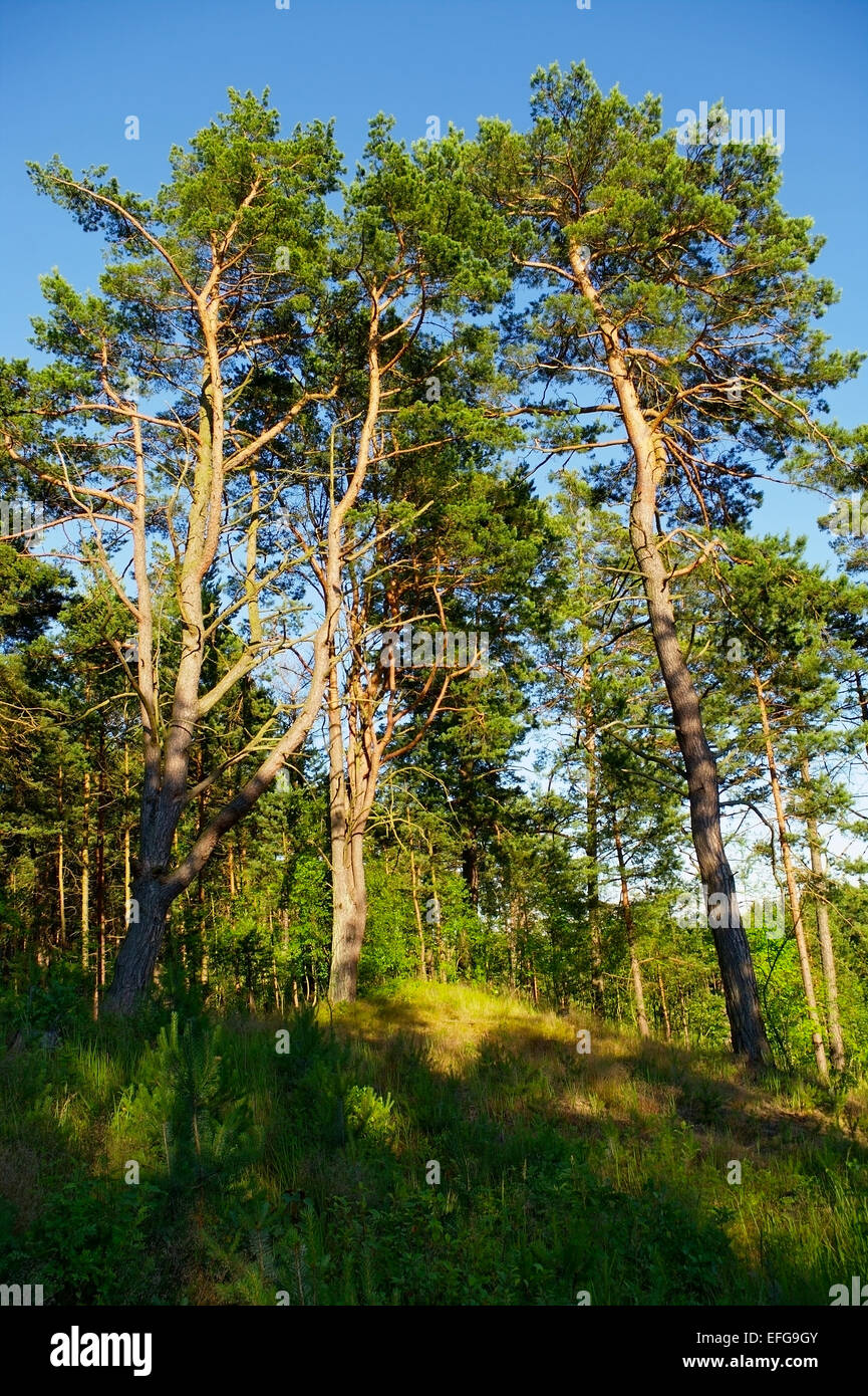 Tall scots or scotch pine trees Pinus sylvestris growing on a forest glade in a sunny summer day. Pomerania, northern Poland. Stock Photo