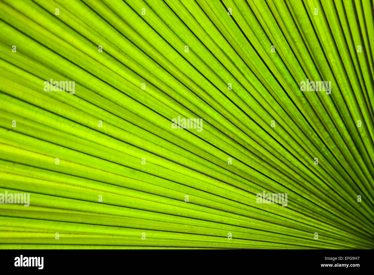 Exotic leaf background Stock Photo