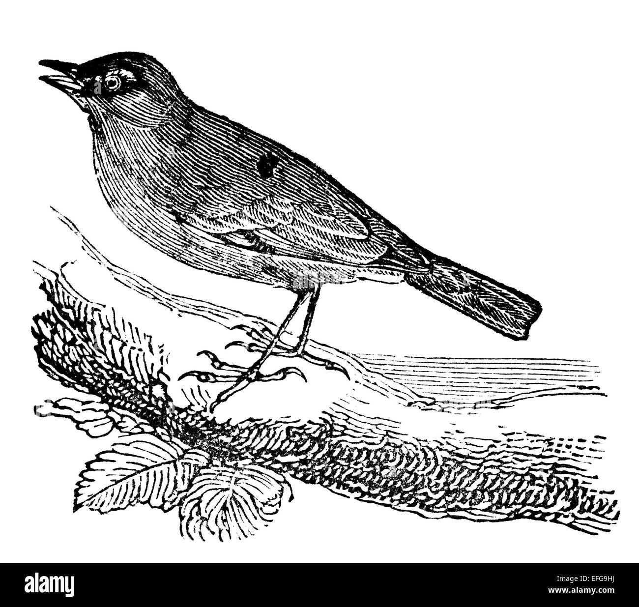 Victorian engraving of a chaffinch bird. Digitally restored image from ...