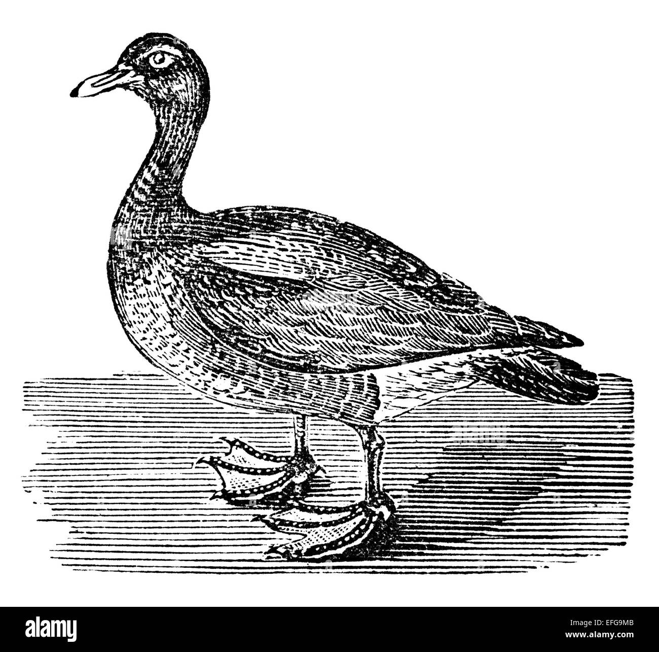 Victorian engraving of a goose. Digitally restored image from a mid-19th century Encyclopaedia. Stock Photo