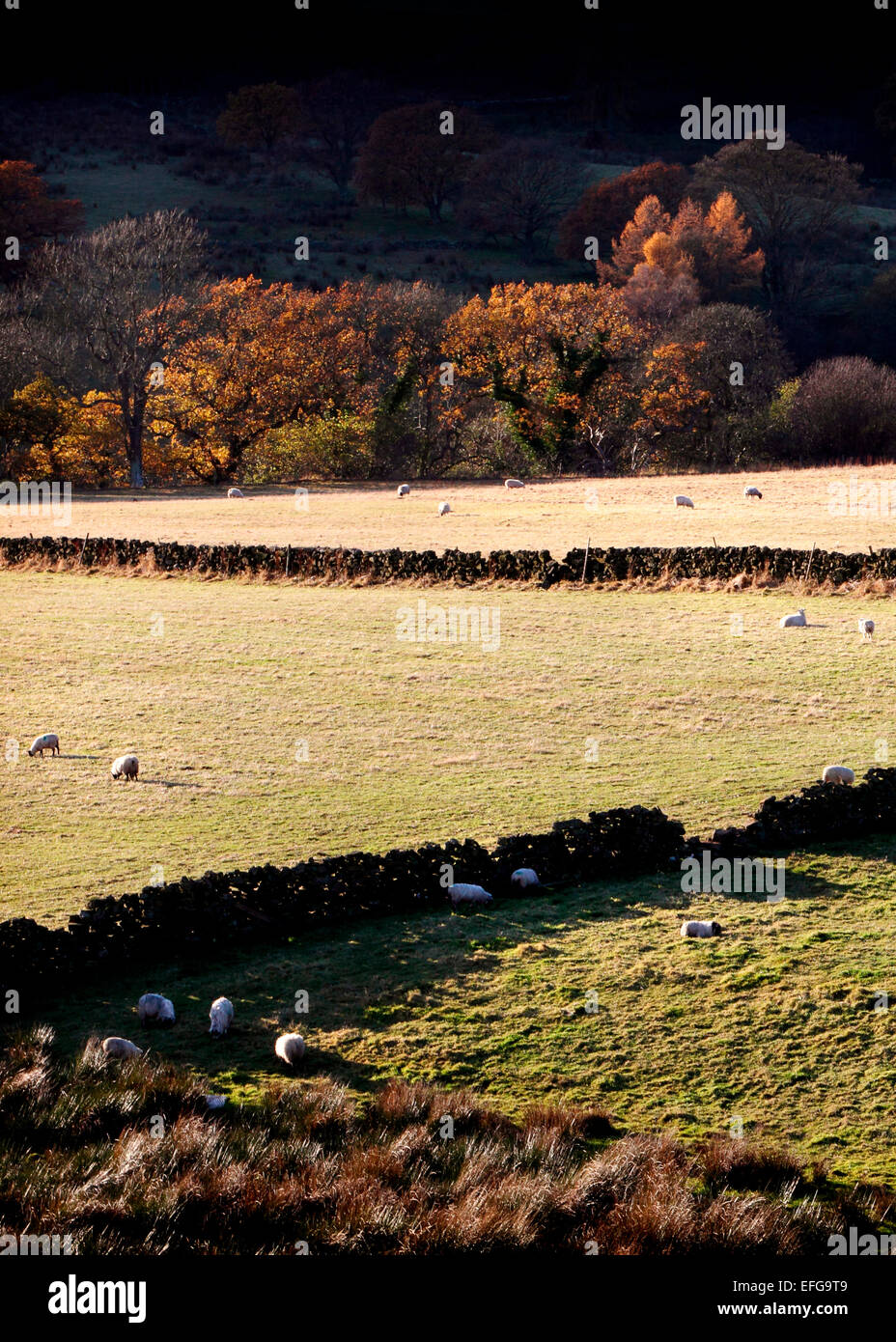 Autumn landscape with sheep grazing in sunlit fields, Yorkshire Dales, England, UK Stock Photo