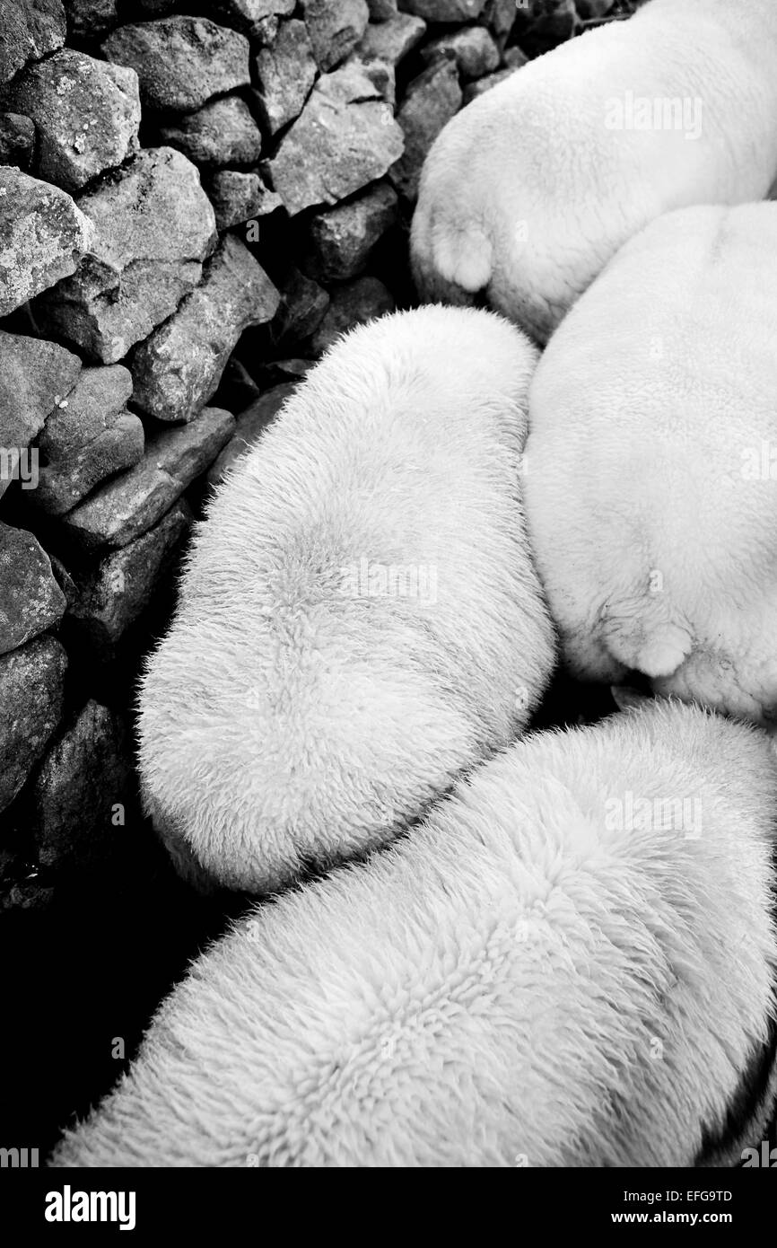 Overhead view of sheep huddled against dry stone wall, black and white Stock Photo