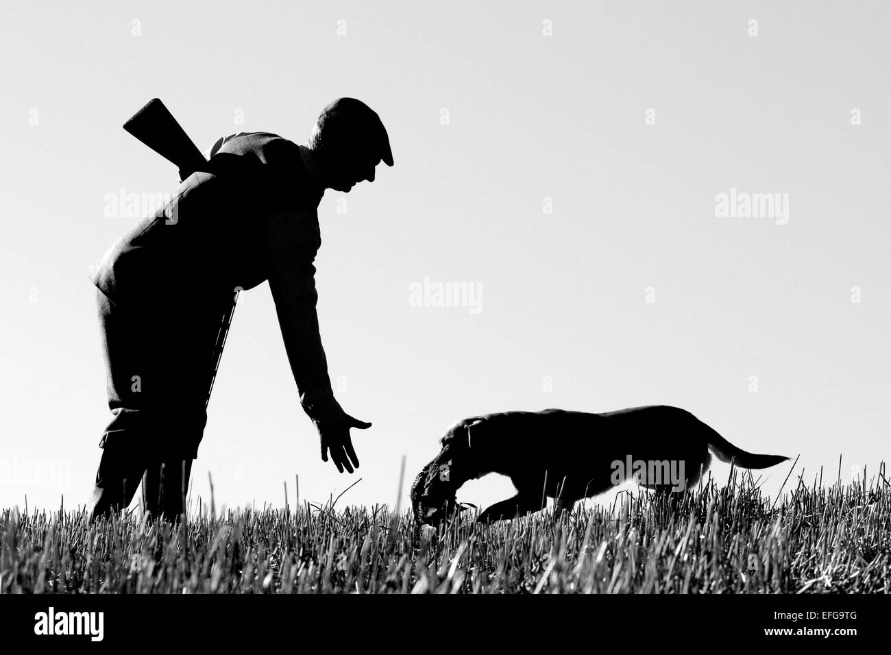 Gamekeeper with gun dog in field retrieving game bird, black & white silhouette Stock Photo