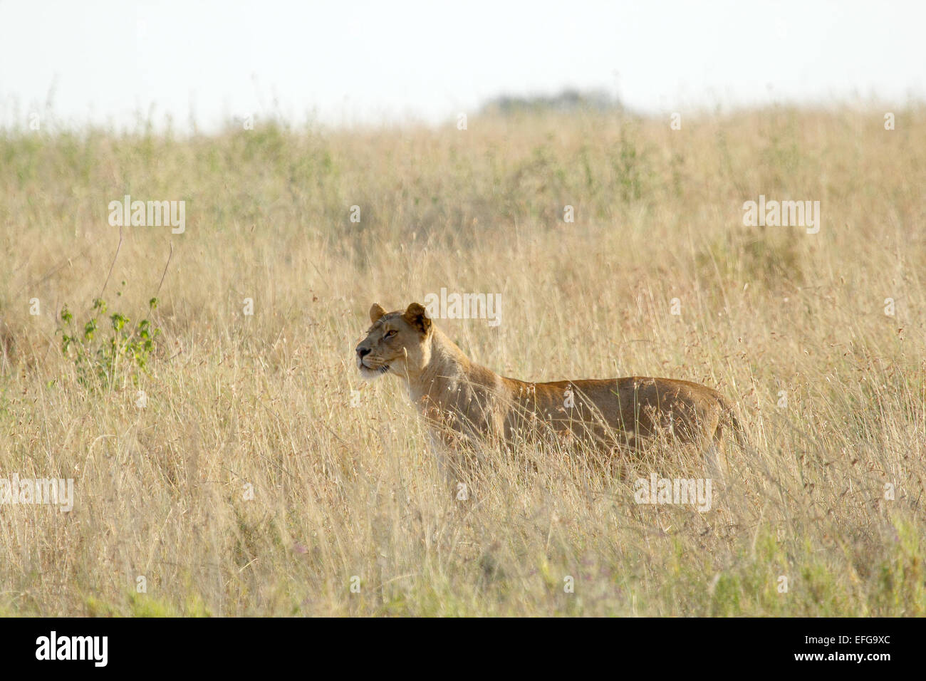A lioness, Panthera Leo, standing in the savannah in Serengeti National Park, Tanzania Stock Photo