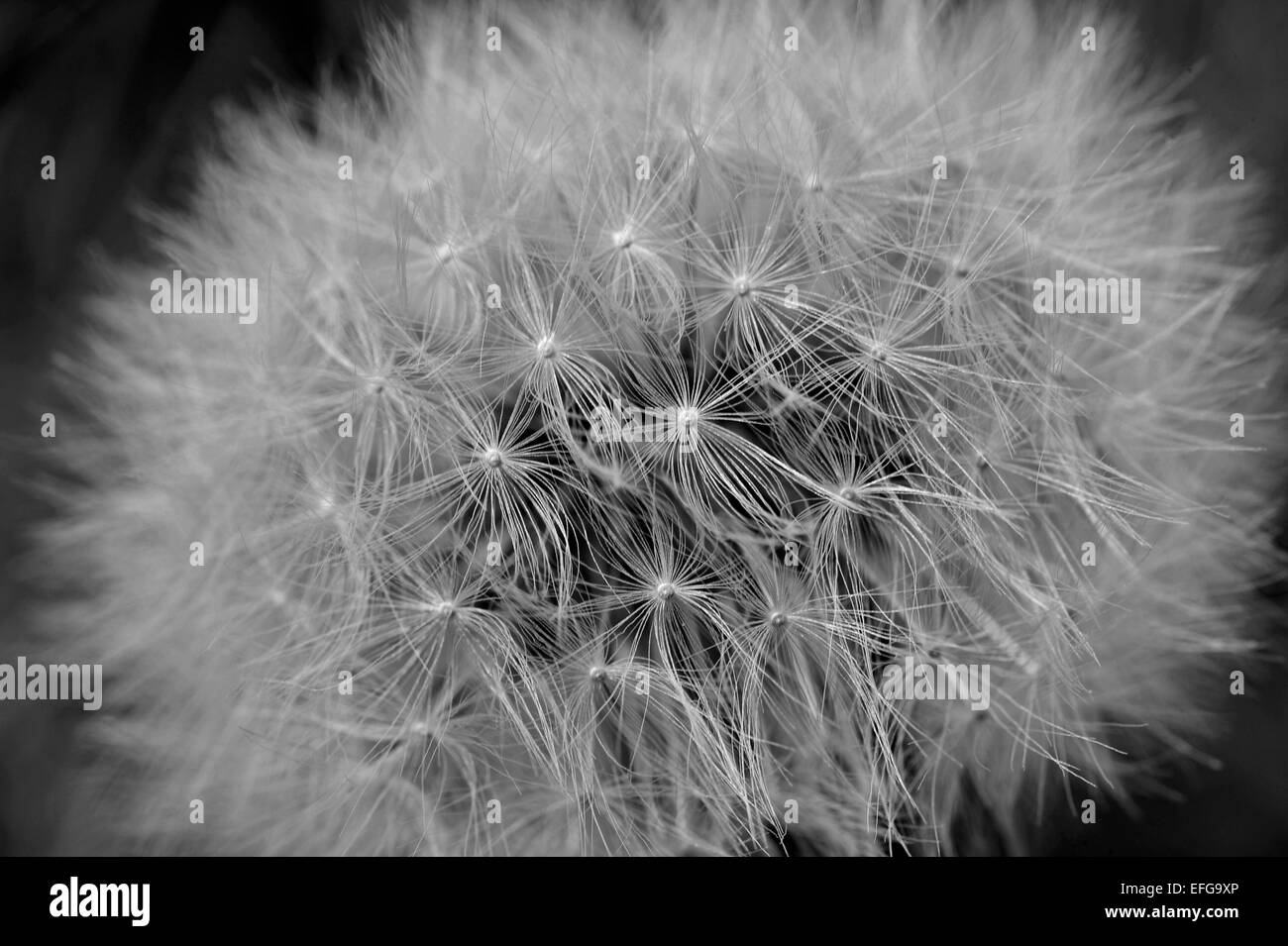 Macro close-up of full dandelion seed head in black and white Stock Photo