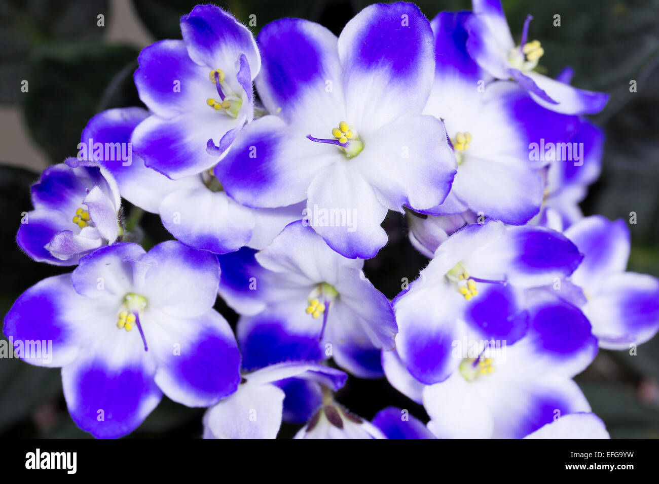 Blue and white violet blooming Stock Photo