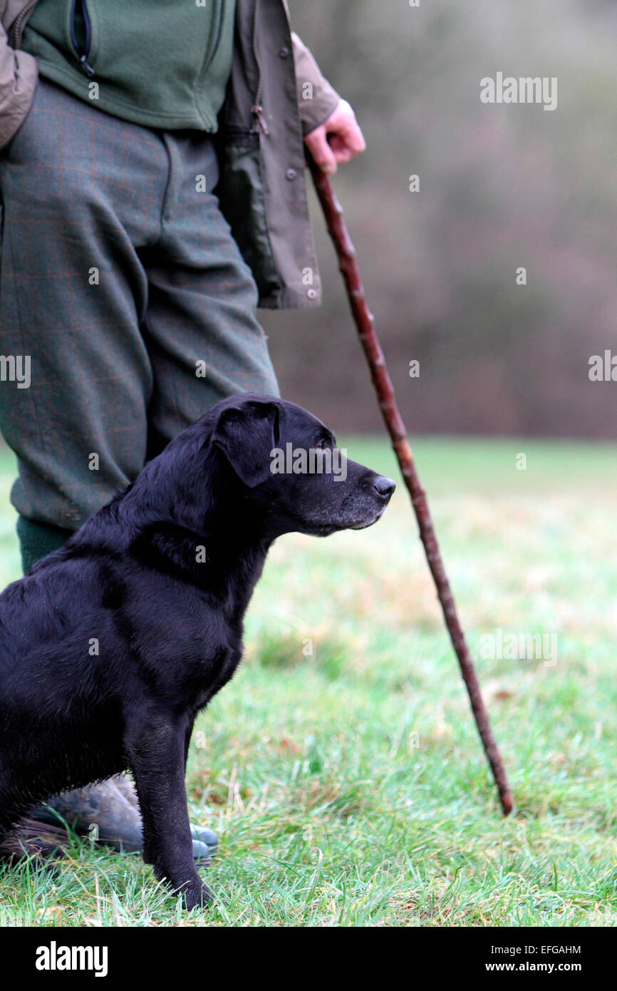 Gamekeeper waiting with black labrador gun dog Stock Photo
