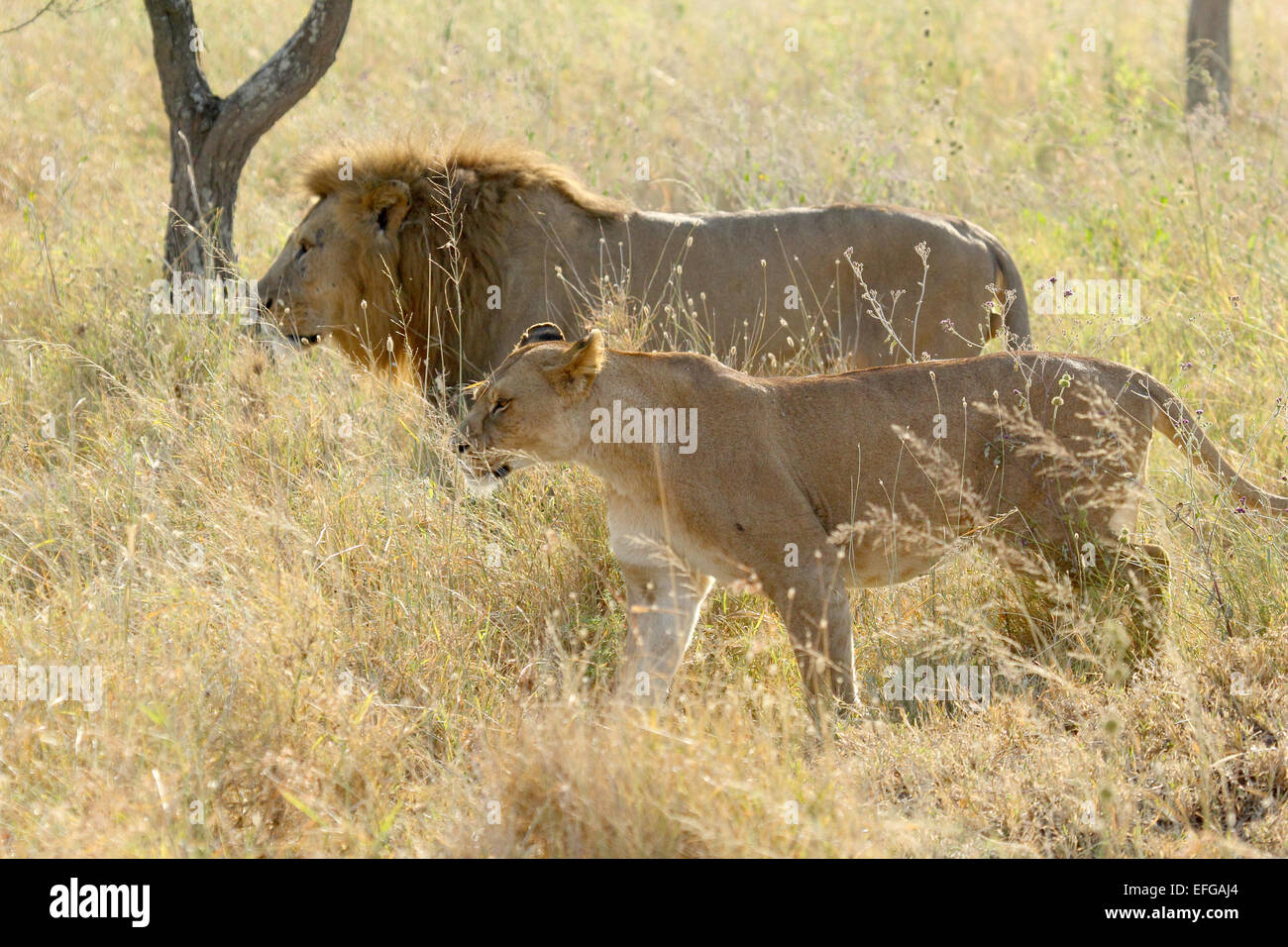 A couple of lion and lioness, Panthera Leo, walking in the savannah in Serengeti National Park, Tanzania Stock Photo