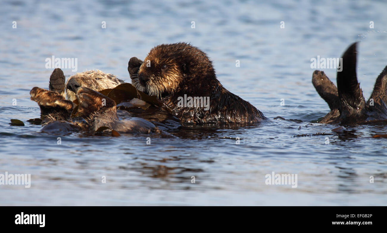 A baby Sea Otter climbing on top of its mother. Stock Photo
