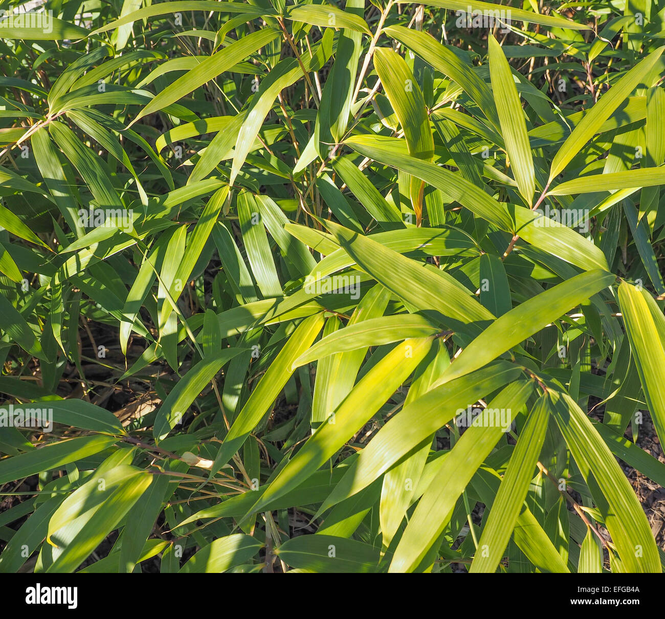 Bamboo flowering perennial evergreen plant in the grass family Poaceae Stock Photo