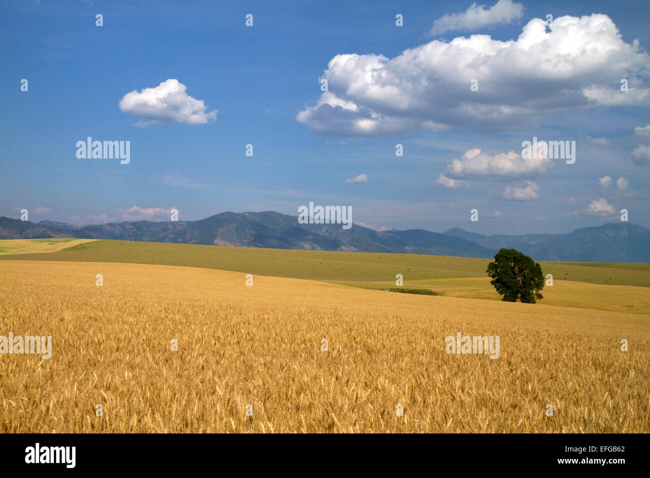 Ripe wheat fields in Eastern Idaho, USA. Stock Photo