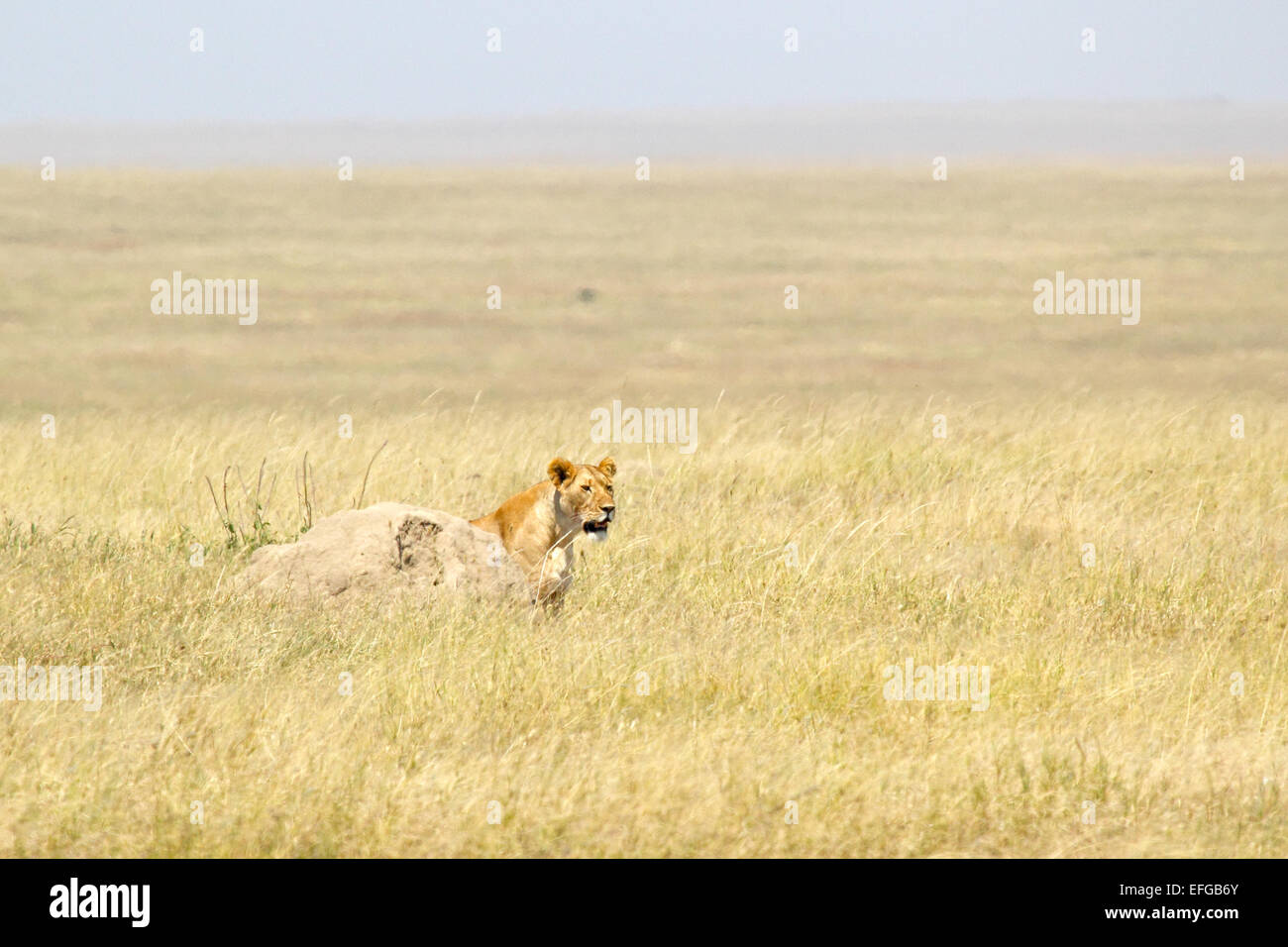 A lioness, Panthera Leo, looking for a prey hidden by a stone in Serengeti National Park, Tanzania Stock Photo