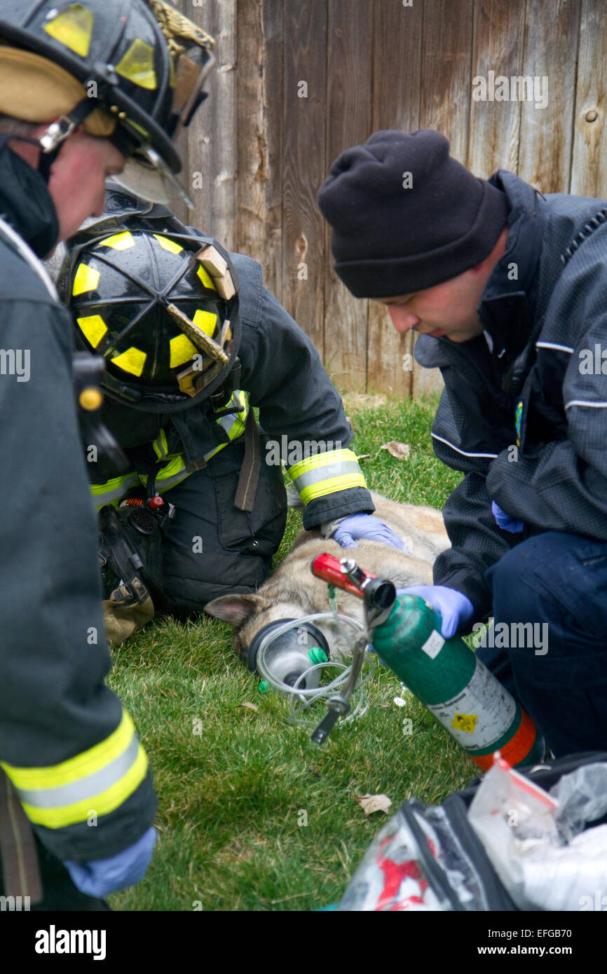 Firefighters revive a dog with oxygen rescued from a house fire in Boise, Idaho, USA. Stock Photo