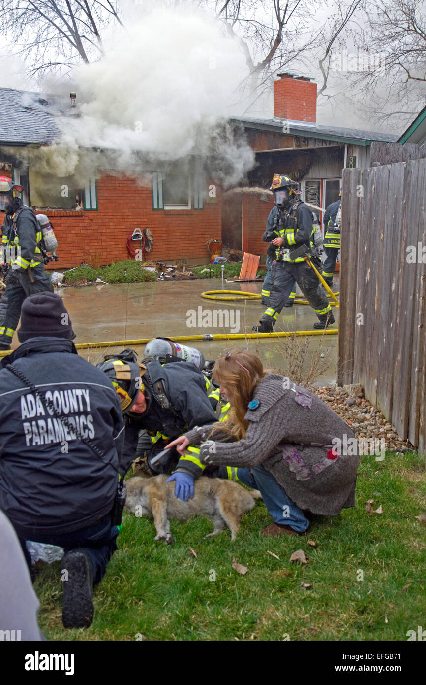 Firefighters revive a dog with oxygen rescued from a house fire in