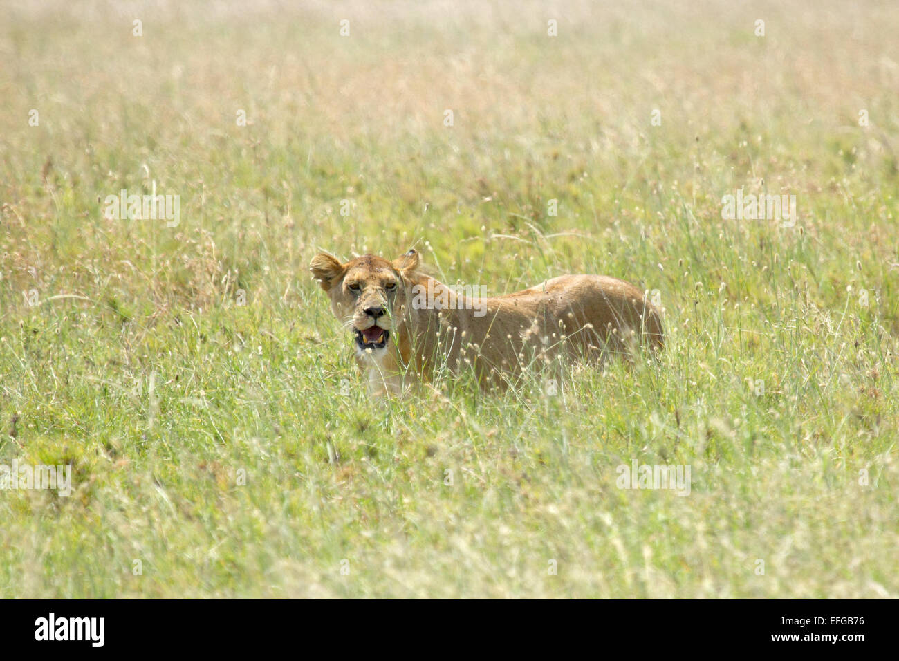 A lioness, Panthera Leo, looking hidden in the grass in Serengeti National Park, Tanzania Stock Photo