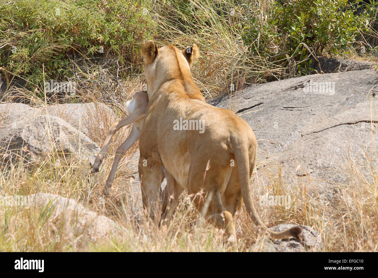 A lioness, Panthera Leo, lioness bringing a prey, a small antelope, on a rock in Serengeti National Park, Tanzania Stock Photo