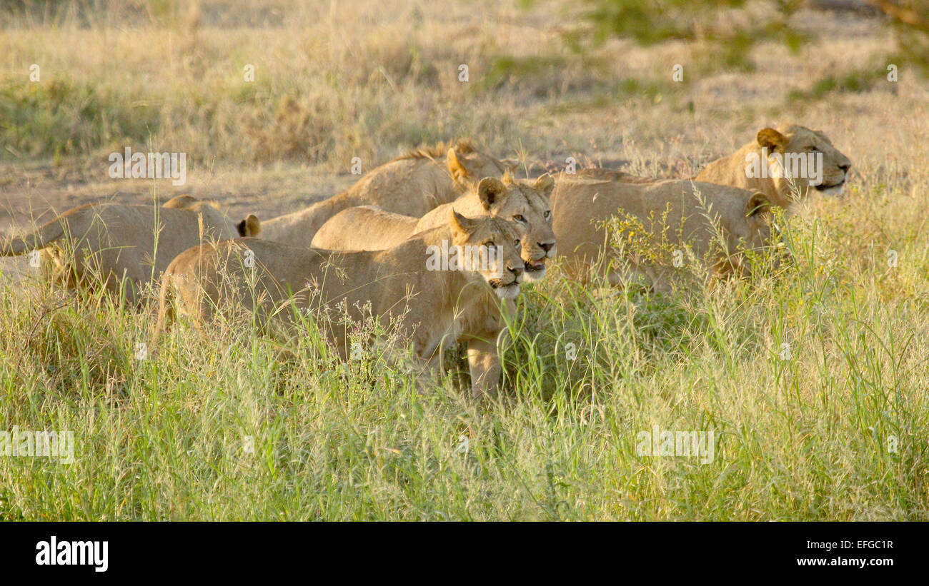A pride of young male lions, Panthera Leo, is moving for the hunt in ...
