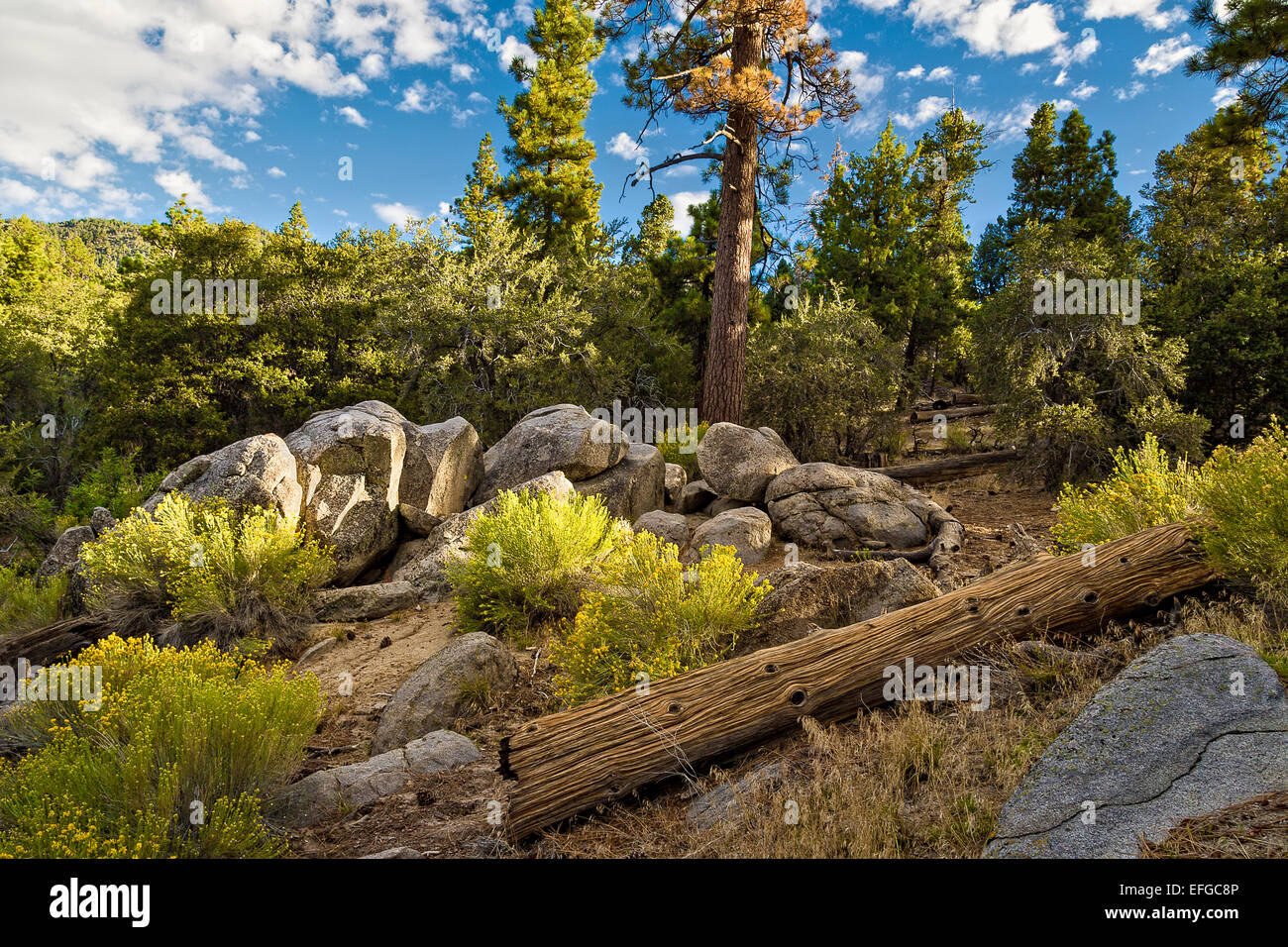 Morning light on wooded hill side in Big Bear California, USA Stock Photo